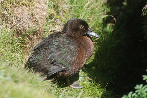Auckland Island Teal