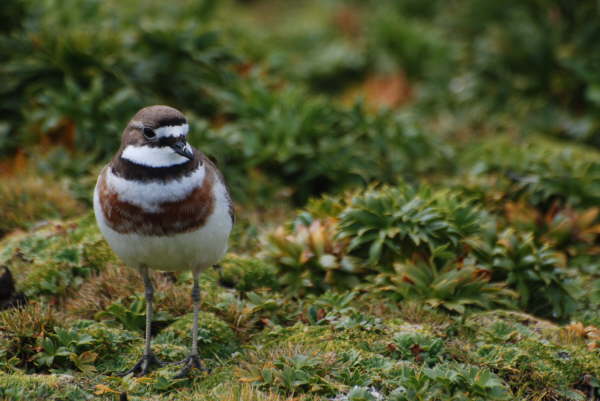 Double-banded Plover on Enderby Island DSC_0175