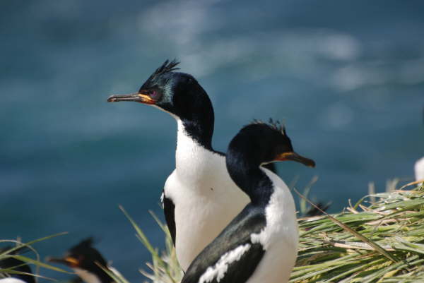 Auckland Island Shag