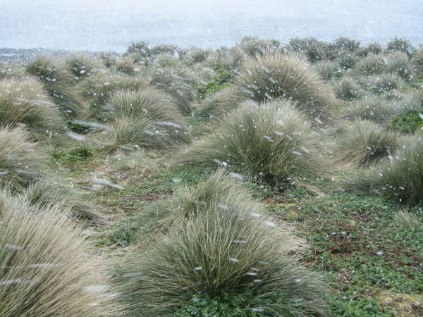 Start of the blizzard on Enderby Island
