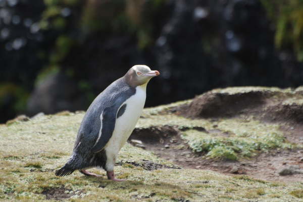 Yellow-eyed Penguin