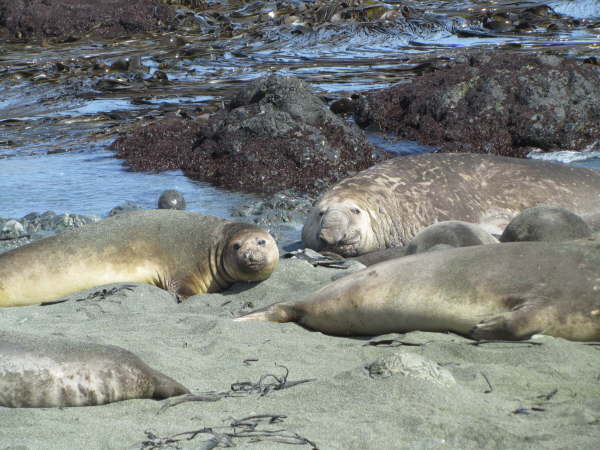 Elephant Seals on Macquarie Island