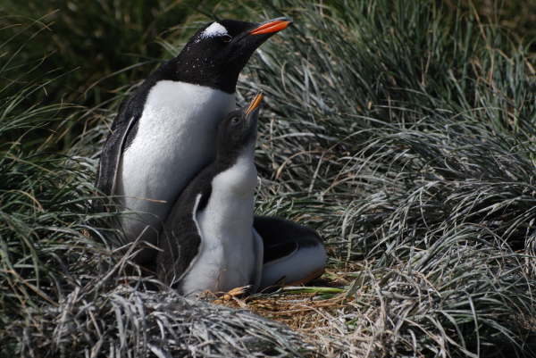 Gentoo Penguins on Macquarie Island