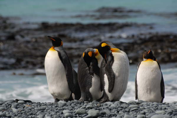 King Penguins on Macquarie Island