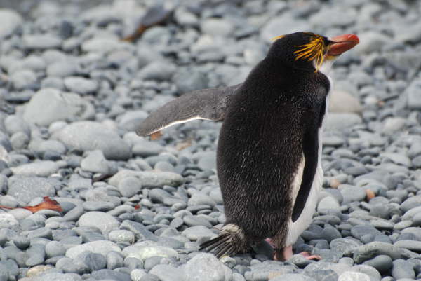 Royal Penguin (Penulatimate Penguin for Penny)
