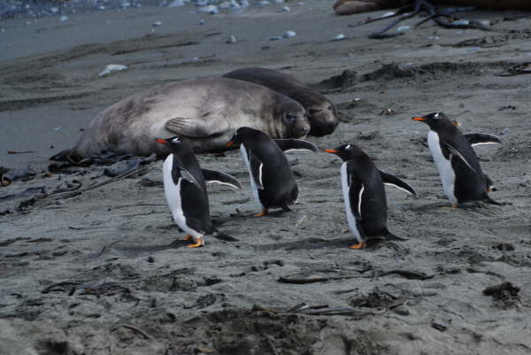 Gentoos and Elephant Seals on Macquarie Island