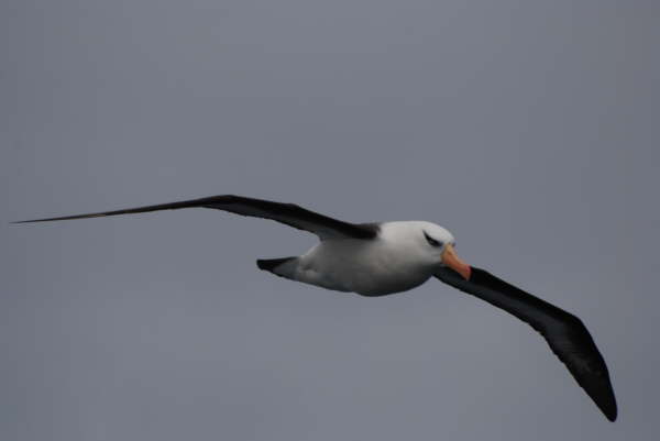 Campbell Island Albatross