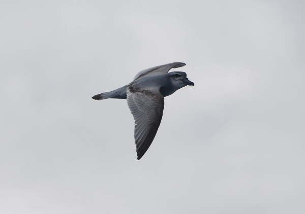 Broad-billed prion