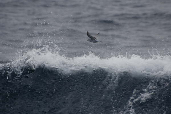 Prion in its usual habitat