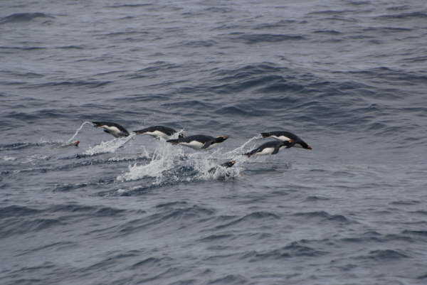 Porpoising Erect Crested Penguins