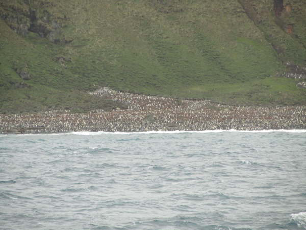 A small part of a huge king penguin colony on Macquarie Island