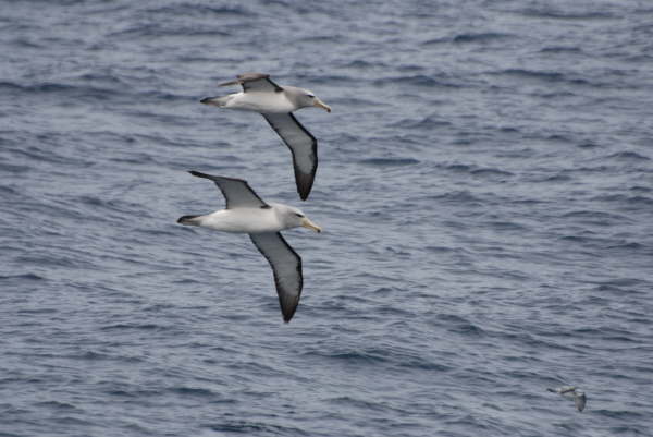 Albatross in synchro