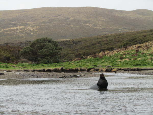 The loneliest tree in the world (Campbell Island)