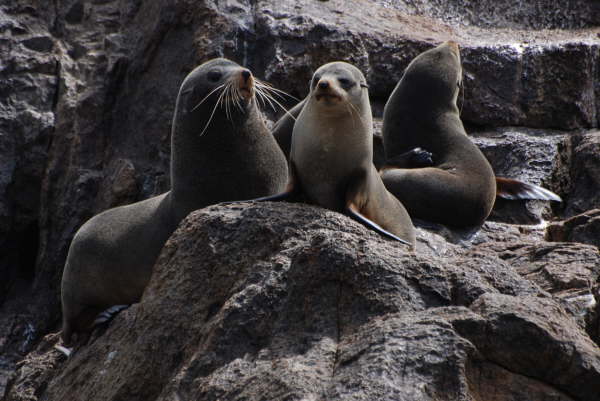New Zealand Fur Seals on the Bounty Islands