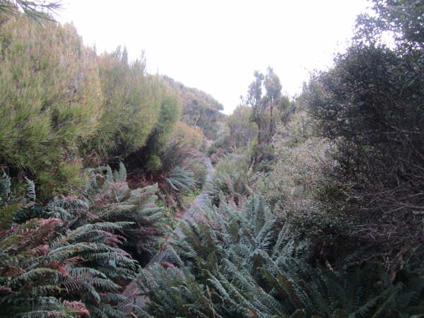 Campbell Island boardwalk