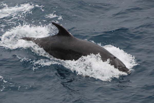 Bottlenose Dolphin off Chatham Islands
