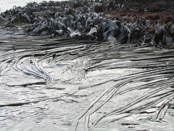 Kelp at the Antipodes Islands