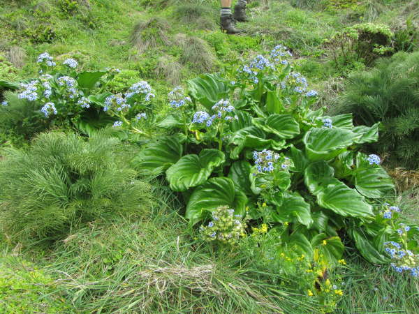 Chatham Island Forget-me-not