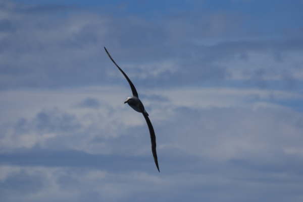 Banking in the light winds