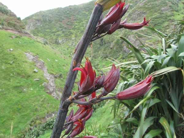 Red flax on the Chatham Islands