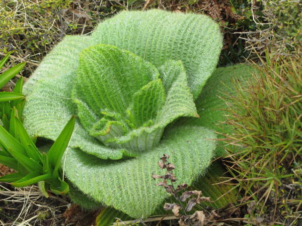 Megaherb on Campbell Island