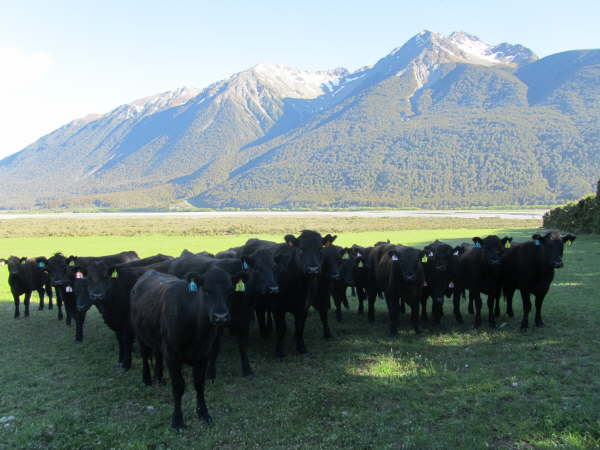 The last morning in New Zealand, at Arthur's Pass