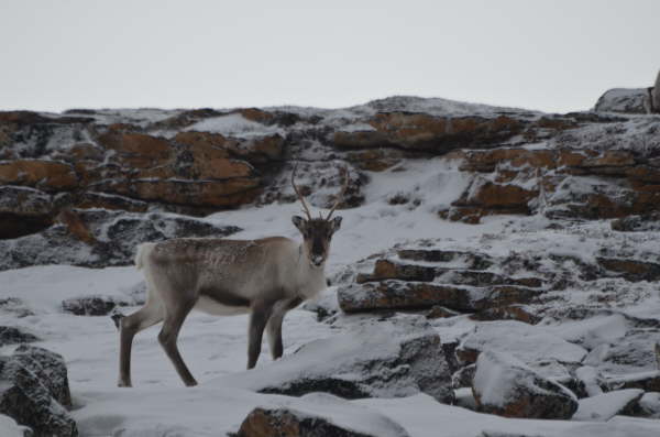 Reindeer