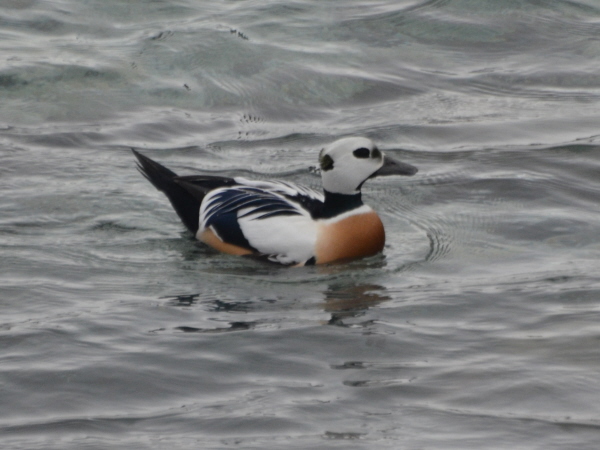 Stellar's Eider