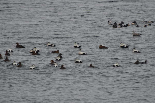 Stellar's Eider