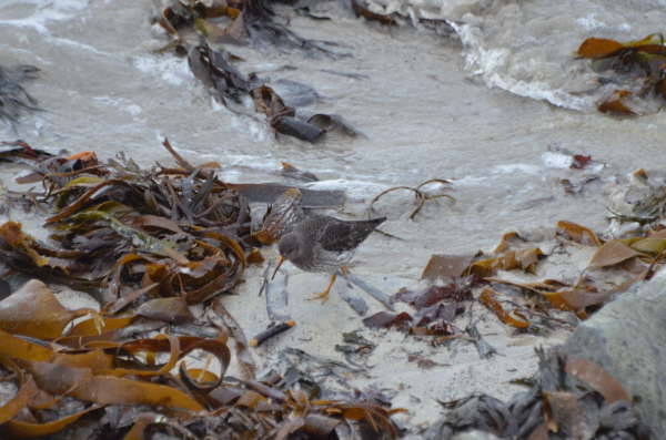 Purple Sandpiper