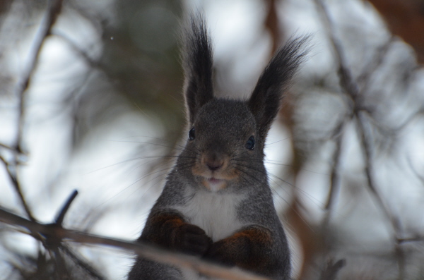 Red squirrel