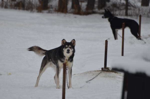 Our huskies