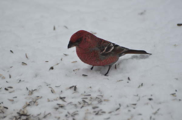 Pine Grosbeak