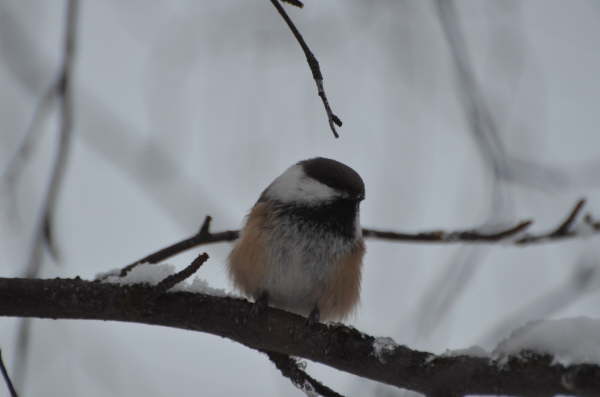 Siberian Tit