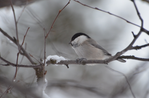 Willow Tit