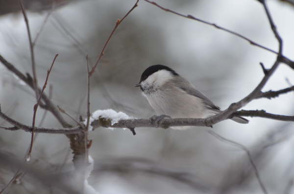 Willow Tit