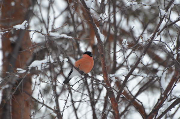 Bullfinch