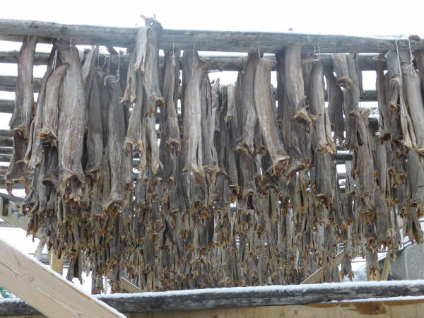 Drying herrings