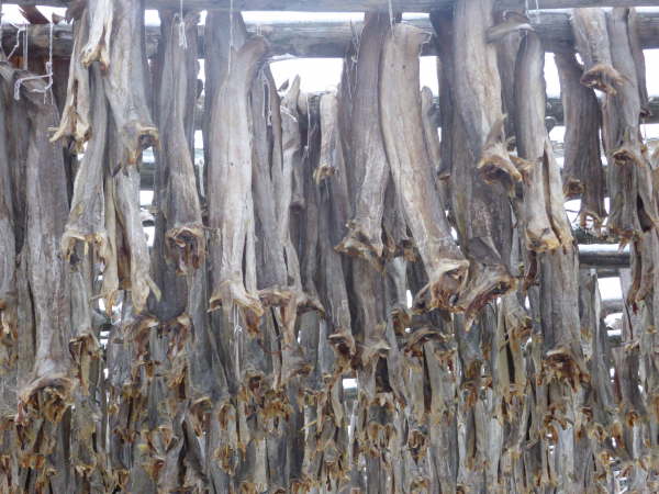 Drying herrings (close-up)