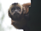 Capuchin monkey