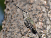 Oasis Hummingbird