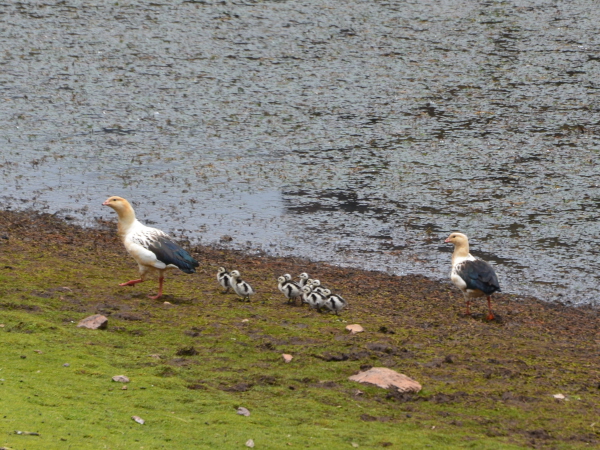 Andean Geese & goslings