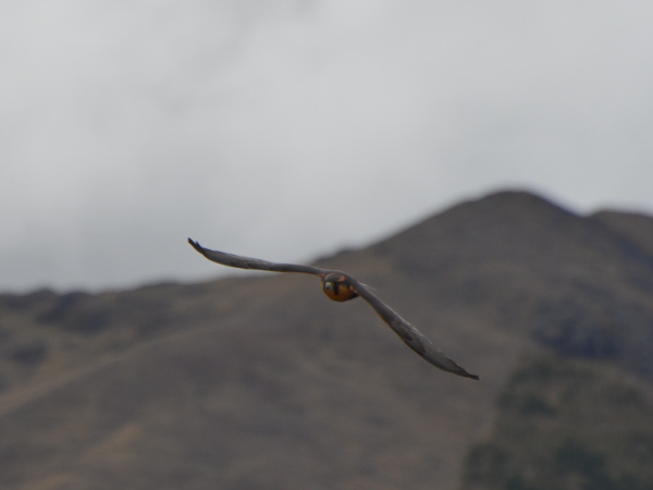 Aplomado Falcon