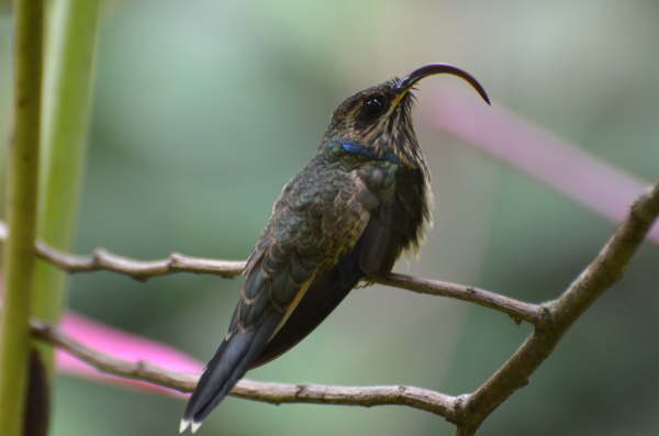 Buff-tailed Sicklebill