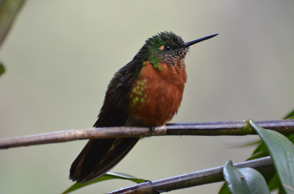 Chestnut-breasted Coronet