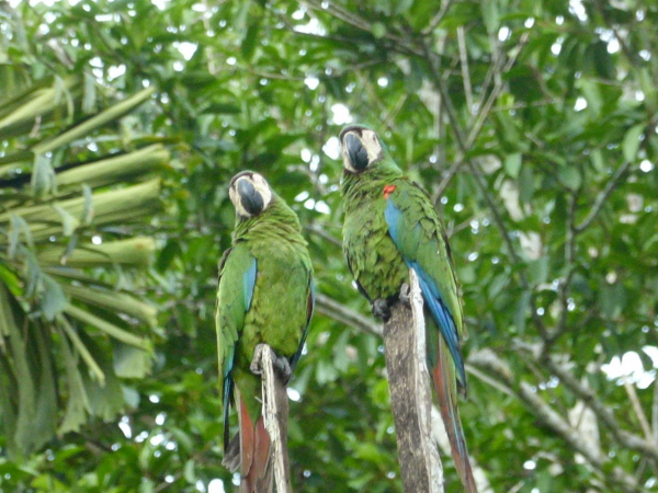 Chestnut-fronted Macaws