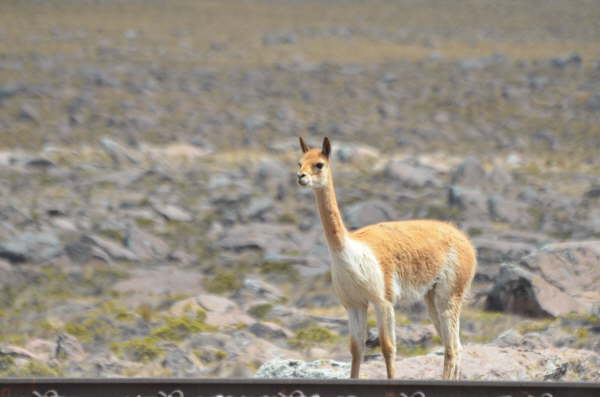 Vicuna