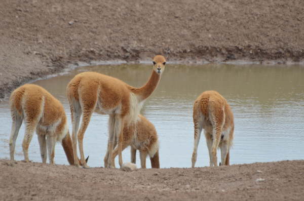 Vicuna