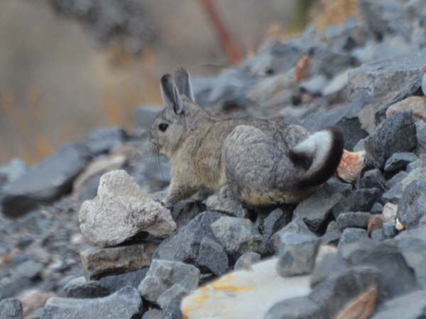 Viscacha (closely related to chinchilla)