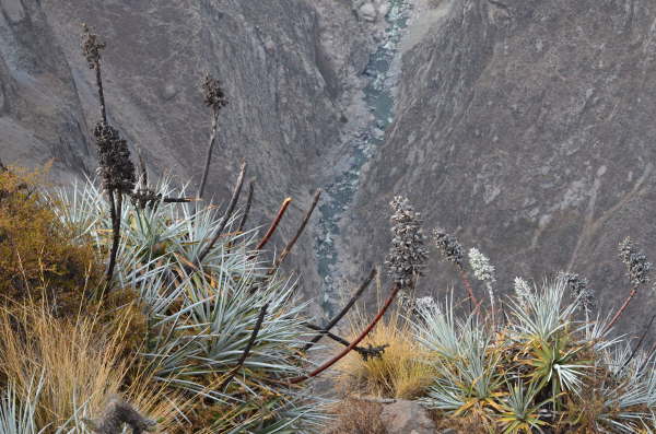 Looking down into the Colca Canyon